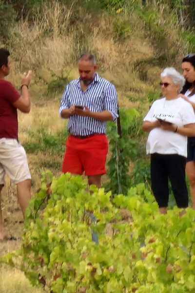 Alt Emporda Wine Tasting With Breakfast and Lunch - Suitability and Restrictions