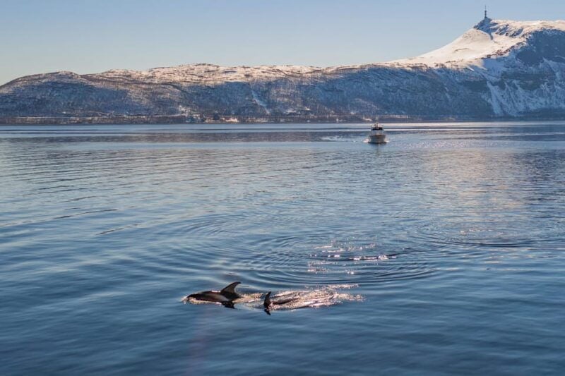 Alta: Altafjord Whale Watching in a Heated Boat - Good To Know