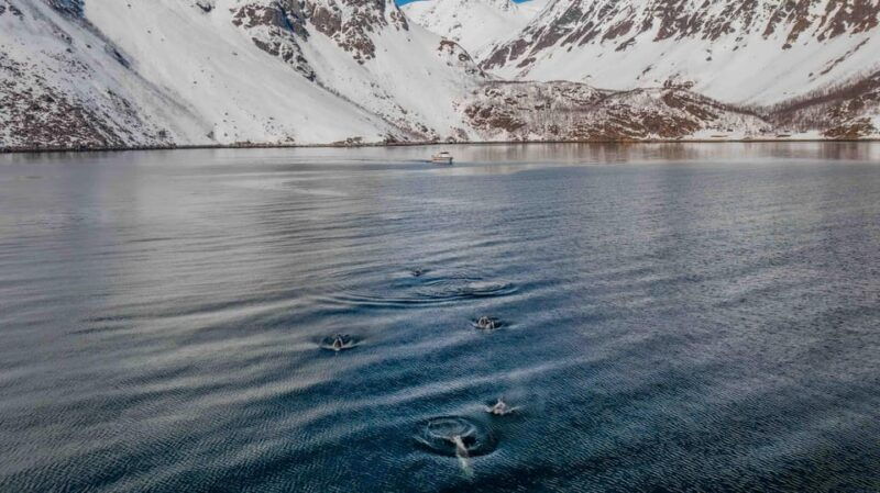 Alta: Altafjord Whale Watching in a Heated Boat - What to Expect on Your Whale Watching Adventure