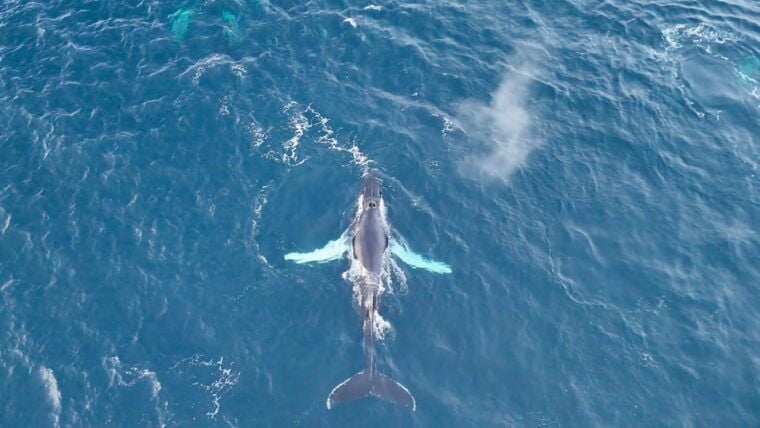 Alta: Altafjord Whale Watching in a Heated Boat - Frequently Asked Questions