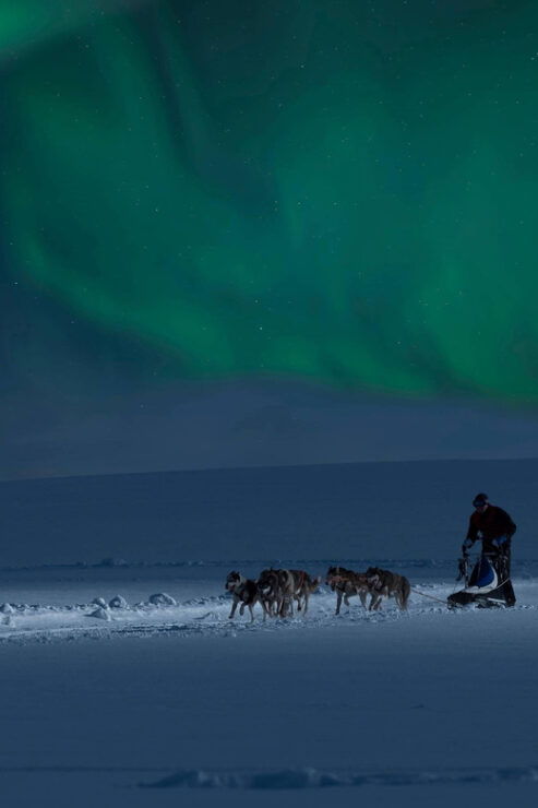 Alta: Dog Sledding Trip Under the Northern Lights - Dog Sledding Details