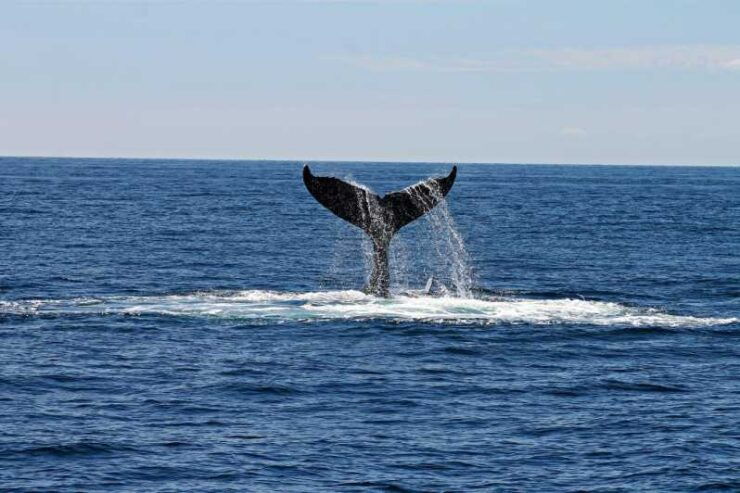 Alta Fjord: Private Whale Watching Tour - Good To Know