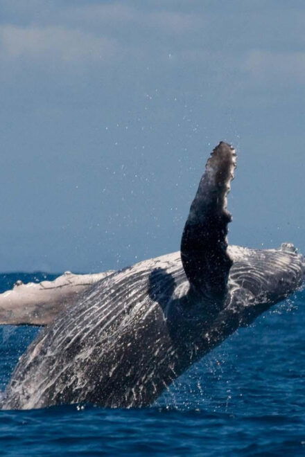 Alta Fjord: Private Whale Watching Tour - Suitability and Restrictions