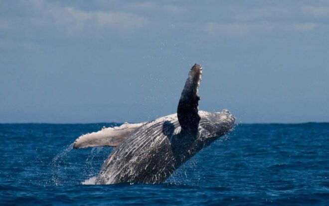 Alta Fjord: Private Whale Watching Tour - Tour Considerations