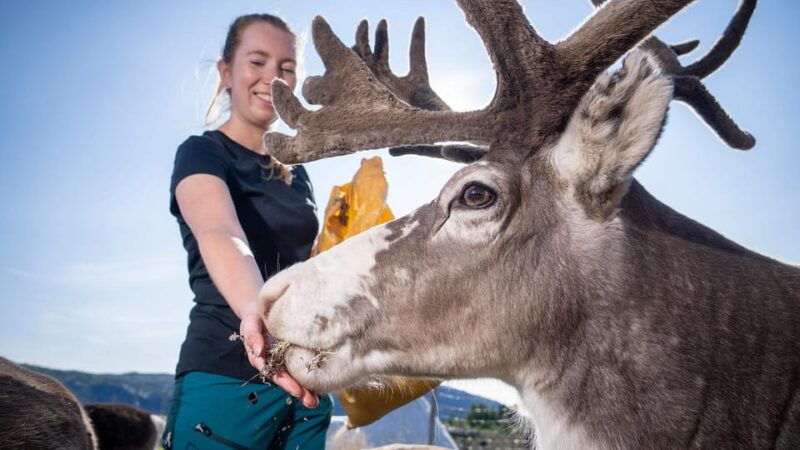 Alta: Reindeer - A carrier of Sámi Culture - What to Expect from the Reindeer Experience