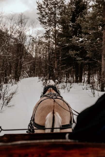 Alta: Sleigh Ride in the Arctic Countryside - Good To Know