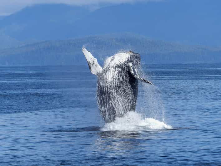 Alta Whale Safari and Fjord Sightseeing - Scenic Wonders