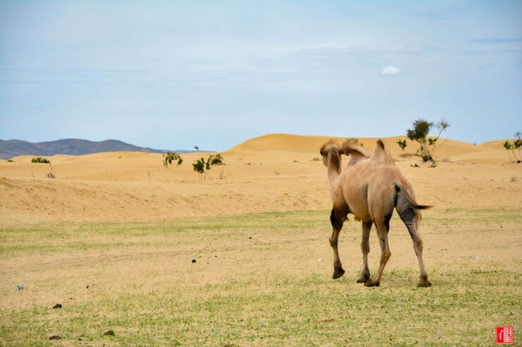 Altai Tavan Bogd Tour in Western Mongolia - Activities and Highlights