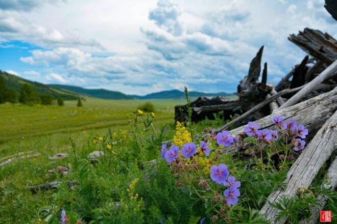 Altai Tavan Bogd Tour in Western Mongolia - Inclusions and Services Provided