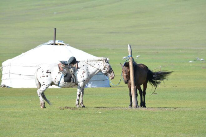 Altai Tavan Bogd Tour in Western Mongolia - Important Restrictions and Guidelines