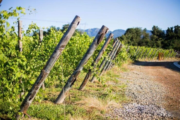 Alto Piemonte: Private Wine Tasting - Good To Know