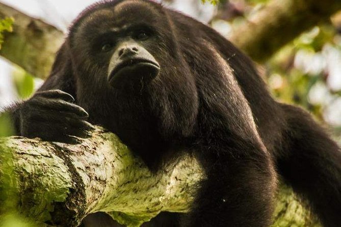 Altun Ha, Monkey Sanctuary and Rum Factory Tour From Belize City - Tour Overview and Logistics