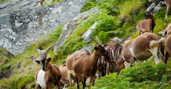 ALVÃO SHEPHERDS HIKE - Inclusions and Exclusions