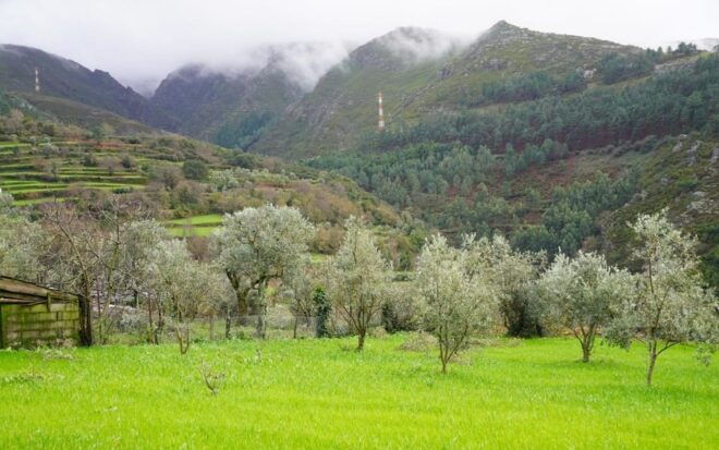 ALVÃO SHEPHERDS HIKE - Participant Information