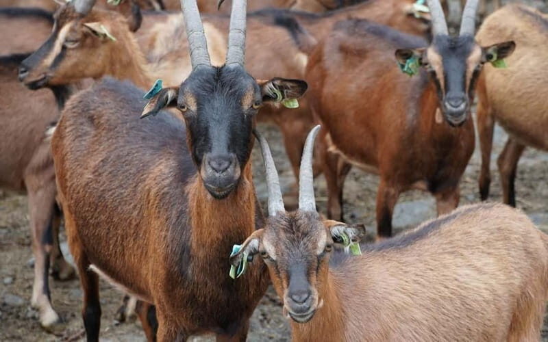 ALVÃO SHEPHERD'S HIKE - Good To Know