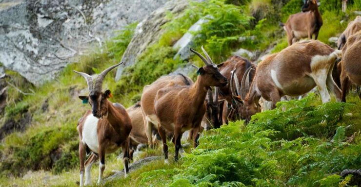 ALVÃO SHEPHERDS HIKE - Experience Highlights