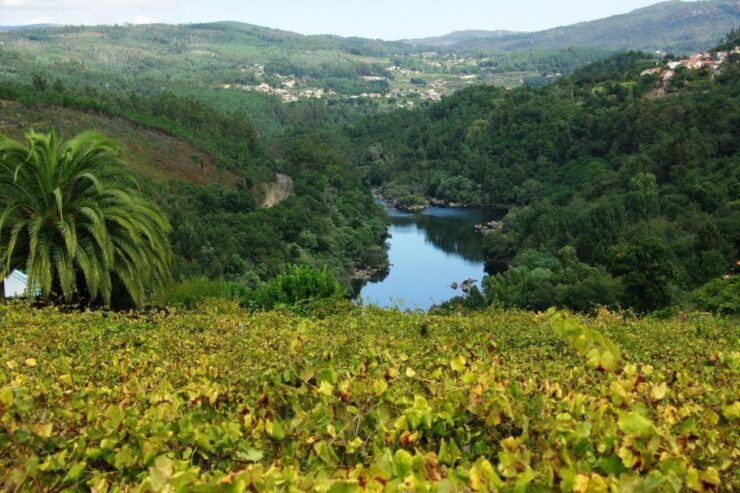Alvarinho Wine Full Day Tour - Itinerary