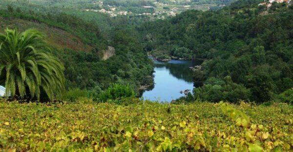 Alvarinho Wine Full Day Tour - Frequently Asked Questions