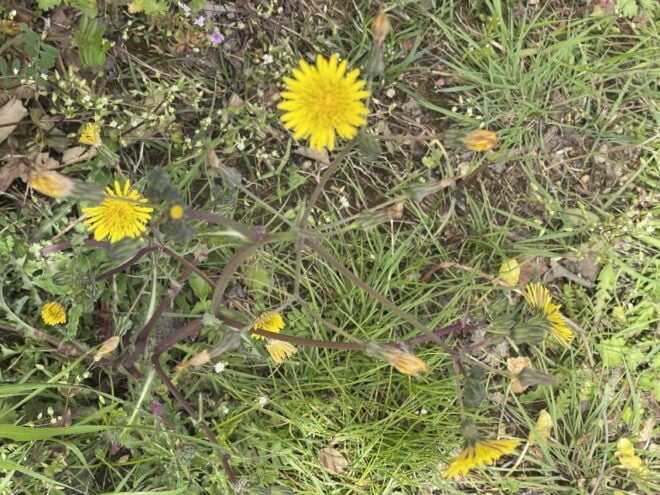 Amalfi Coast: Bomerano to Nocelle – The Path of the Gods - Activity Description