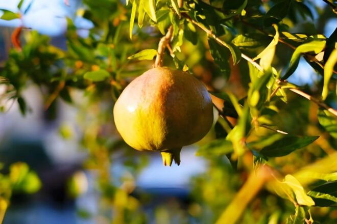 Amalfi Coast: Farm-tour, Make Mozzarella and Tagliatelle - Full Description