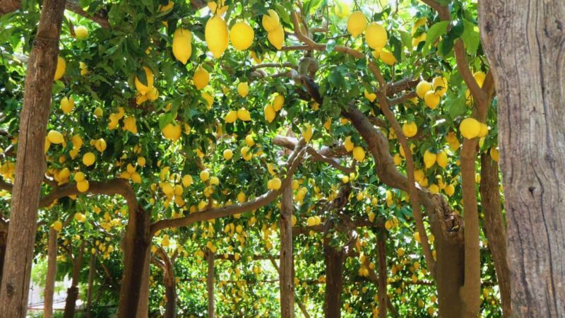 Amalfi Coast: Hike Along the Path of the Lemons - Authenticity and Value