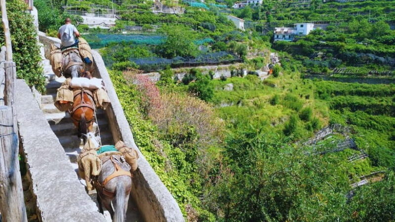 Amalfi Coast: Hike Along the Path of the Lemons - The Sum Up