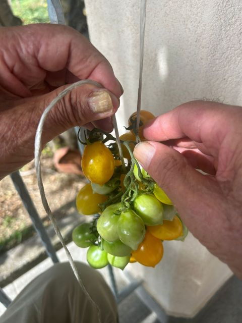 Amalfi Coast: Italian Dinner in Acamporas Farm - Experience Highlights