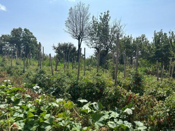 Amalfi Coast: Italian Dinner in Acamporas Farm - Frequently Asked Questions