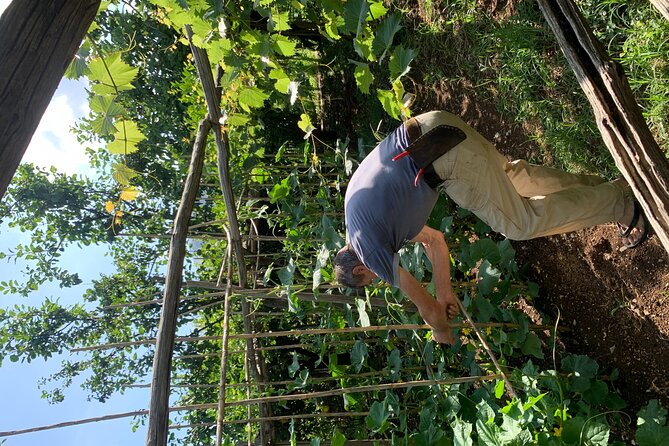 Amalfi Coast Lemon Path Tour With Tasting - Lemon Farm Visit