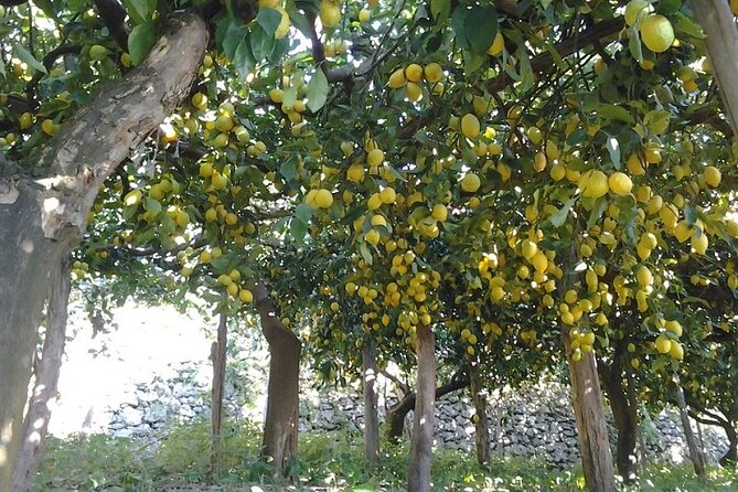 Amalfi Coast Lemon Path Tour With Tasting - Pricing and Booking Information