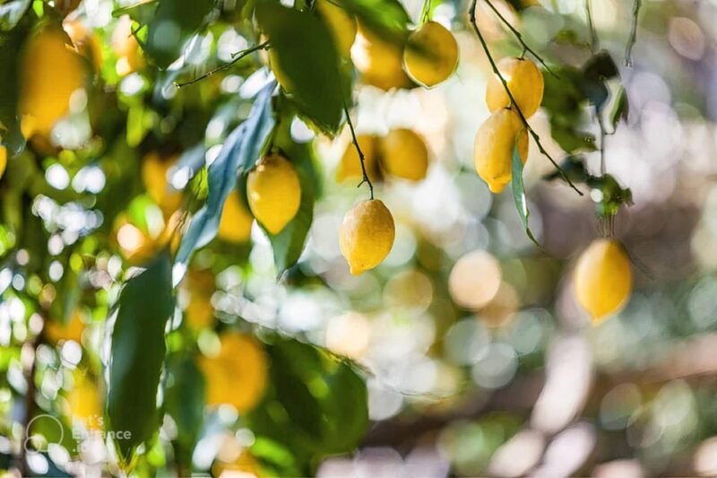 Amalfi Coast: Lemon Tour With Tasting - Good To Know