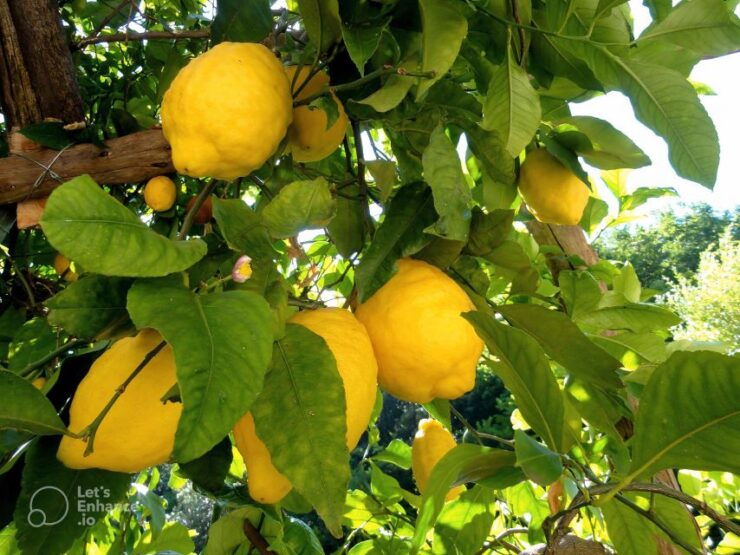 Amalfi Coast: Lemon Tour With Tasting - Tour Overview