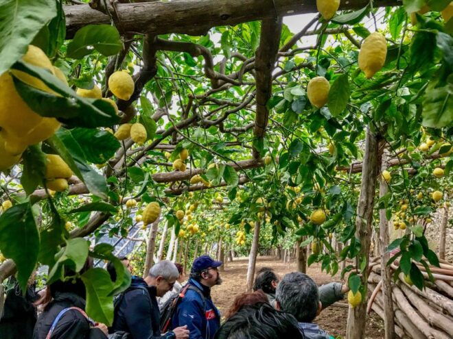 Amalfi Coast Path of the Lemon Private Walking Tour - Included Services and Facilities