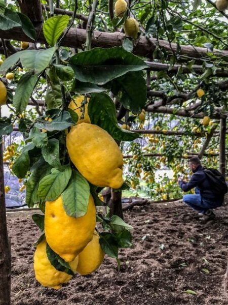 Amalfi Coast Path of the Lemon Private Walking Tour - Restrictions and Suitability