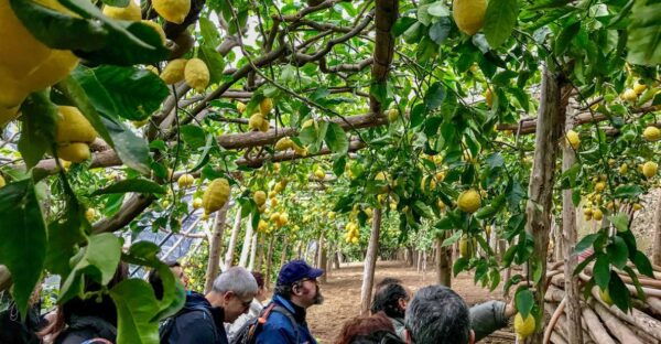Amalfi Coast Path of the Lemon Private Walking Tour - Meeting Point and Important Information
