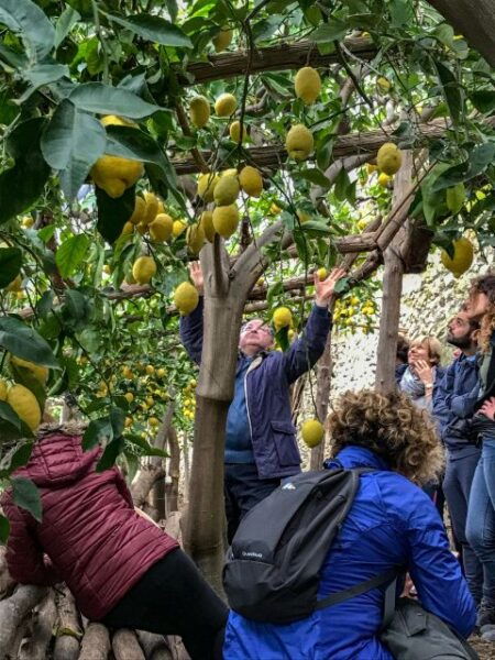 Amalfi Coast Path of the Lemon Private Walking Tour - The Sum Up