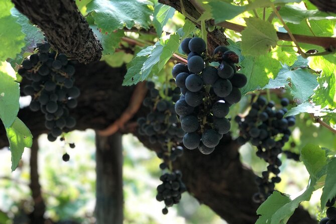 Amalfi Coast Private Tour With Amalfi Ravello and Wine Tour From Positano - Wine Tasting at Cantine San Francesco