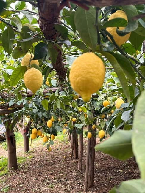 Amalfi Coast: The most beautiful trails of Ravello, Scala, and Minori - What to Expect During the Tour