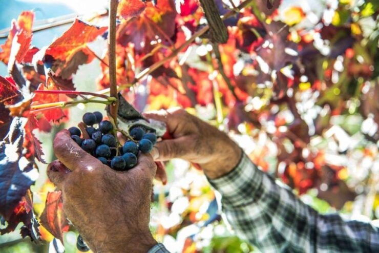Amalfi Coast Vintage Tour With Cheese and Wine Tasting - Tour Details