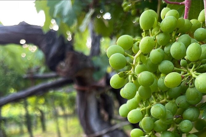 Amalfi Coast Vintage Tour With Cheese and Wine Tastings - Meeting Point