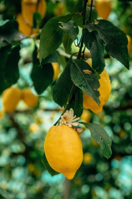 Amalfi Lemon Experience - Good To Know