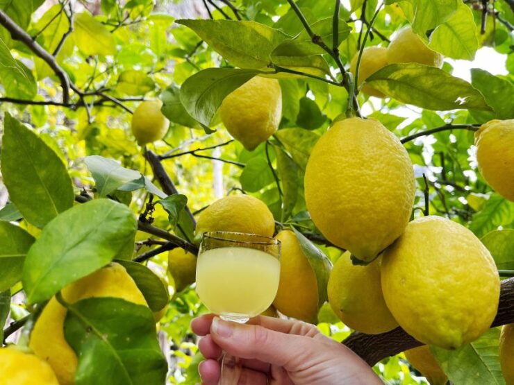 Amalfi Lemon Tour & Tasting | 25 Euro per Person - Tour Highlights
