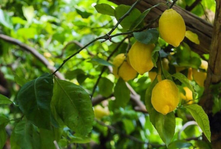 Amalfi Lemon Tour & Tasting in the Historical Garden - Tour Details