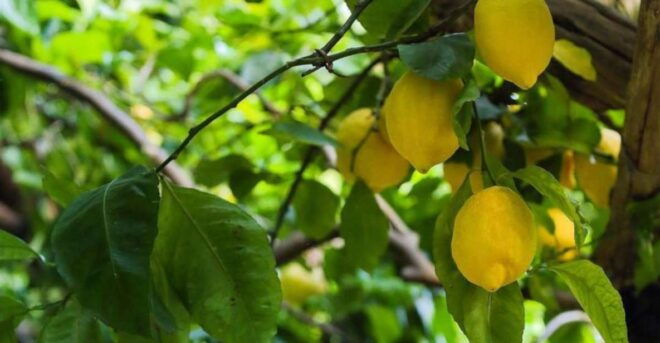 Amalfi Lemon Tour & Tasting in the Historical Garden - Itinerary