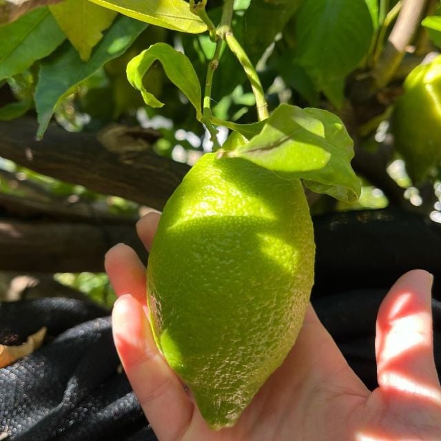 Amalfi Lemon Tour & Tasting in the Historical Garden - Logistics