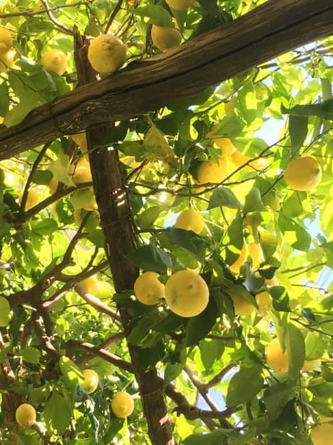Amalfi Organic Lemon Tour & Wine Tasting + Dinner or Lunch - Practical Details and Tips