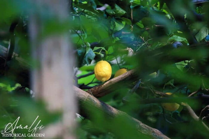 Amalfi Organic Lemon Tour & Wine Tasting + Dinner or Lunch - Final thoughts