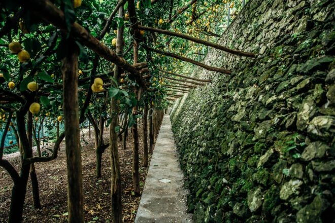 Amalfi: Vertical Lemon Farm Tour, Tastings, and Rural Museum - Participant Restrictions and Requirements