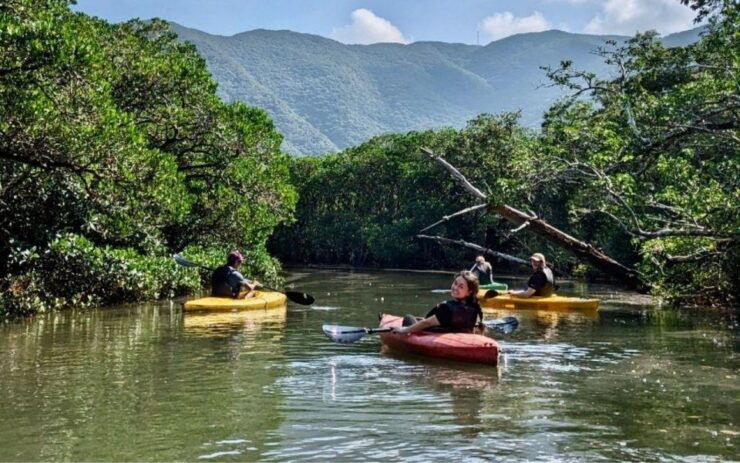 Amami Island: Mangrove Kayaking Excursion - Full Description