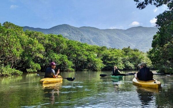 Amami Island: Mangrove Kayaking Excursion - Jungle-Like Adventure During High Tide